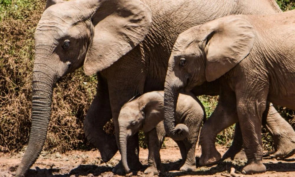 Νέα εκπληκτική μελέτη: Οι ελέφαντες αποκαλούν ο ένας τον άλλον με ονόματα